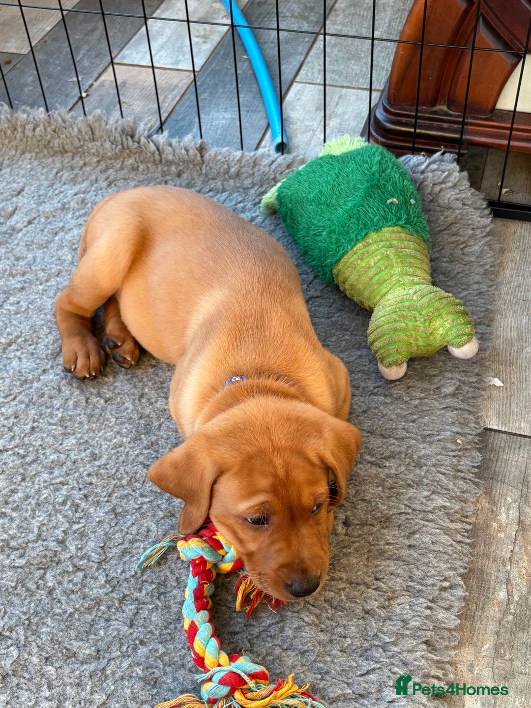 Labrador Retriever dogs for sale: Fox Red Labrador puppies Fully KC registered  - Image 11