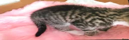 Mixed Breed cats for sale: Adorable 4 kittens  - Advert 7