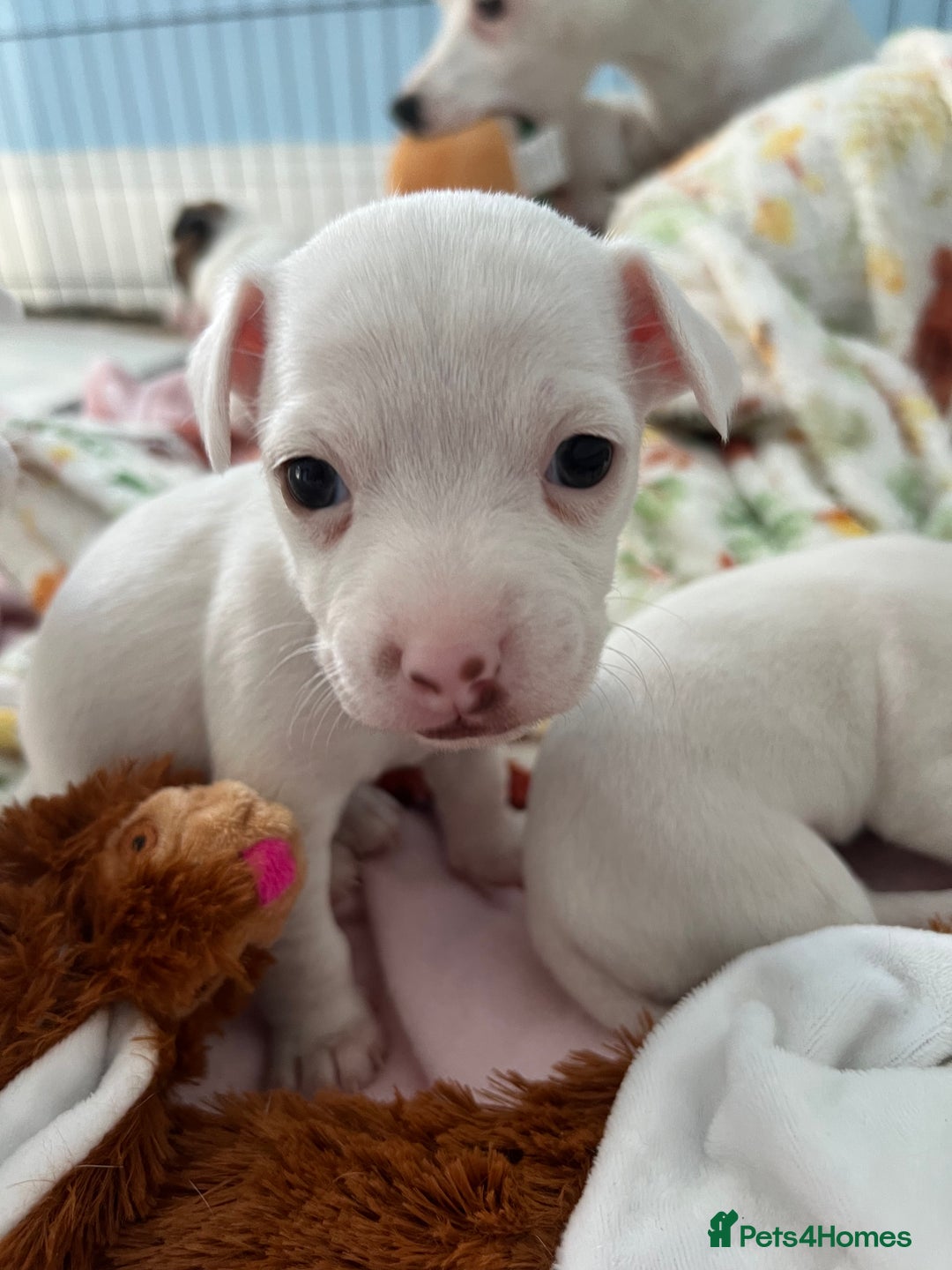 Jack Russell dogs for sale: Stunning Miniature Jack Russell Puppies!!! - Advert 17