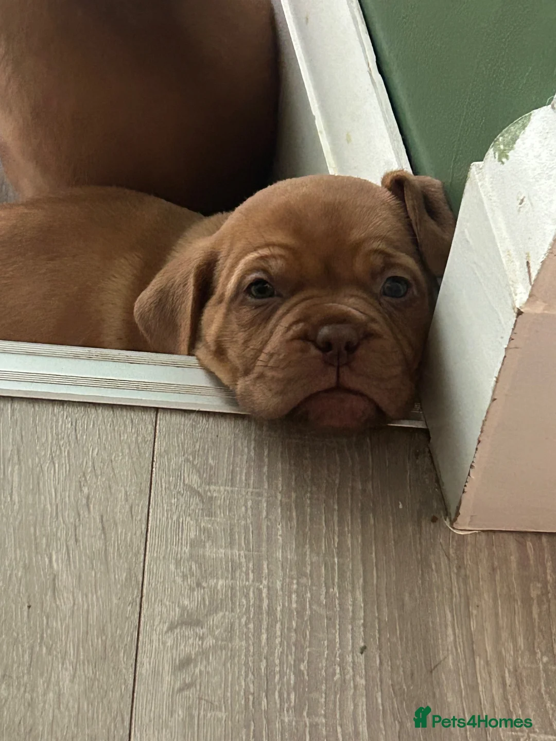 Dogue De Bordeaux dogs for sale: Beautiful Dogue-De-Bordauex Puppies For Sale - Advert 1