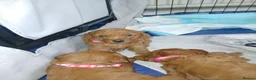 Labradoodle dogs for sale: Miniature labradoodles - Advert 9