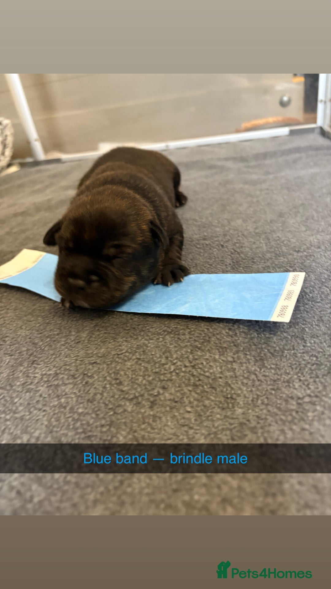 Staffordshire Bull Terrier dogs for sale: Staffordshire bull terrier puppy’s  - Image 10