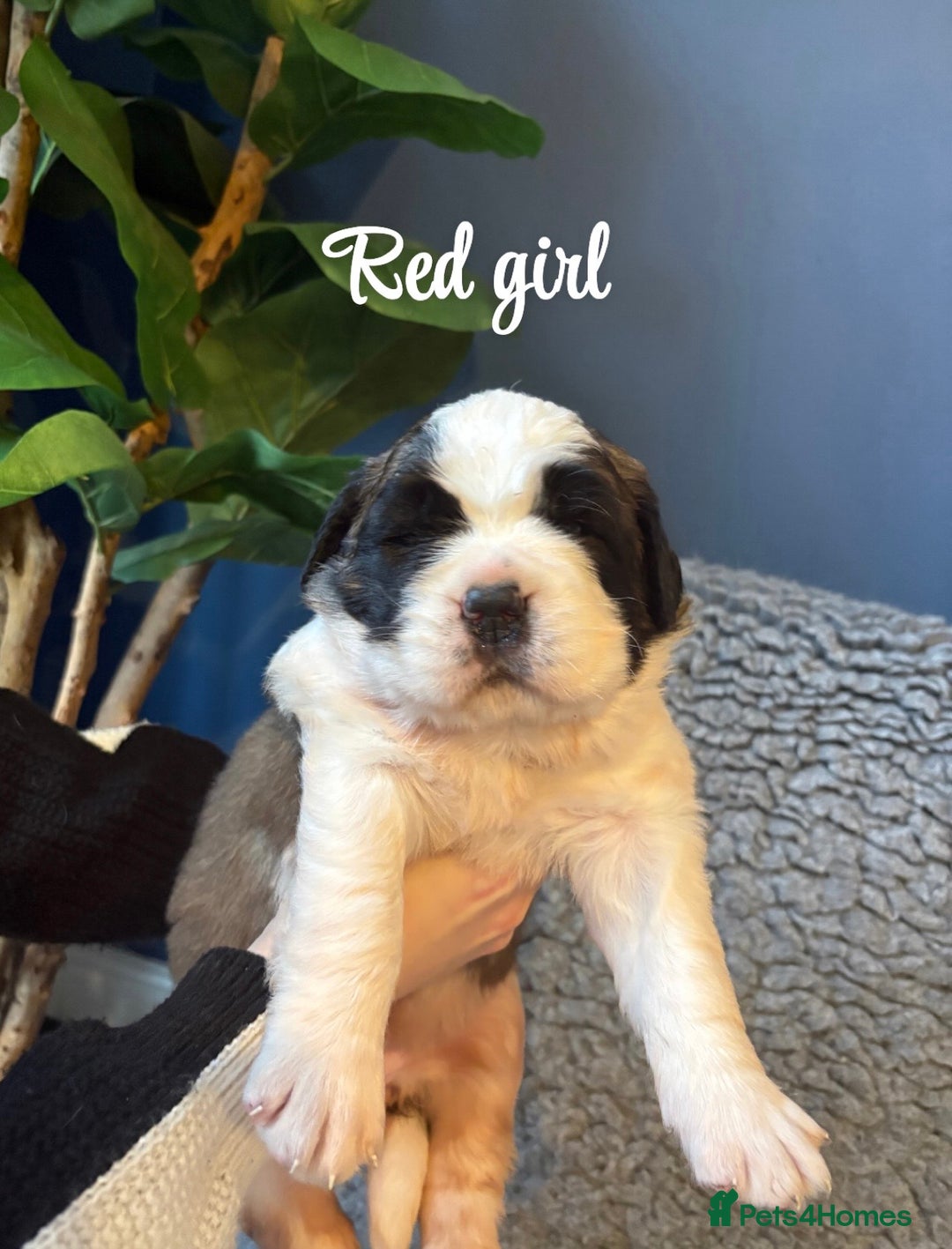 Saint Bernard dogs for sale: Litter of Saint Bernard puppies - Advert 25