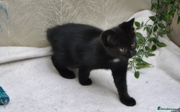 Mixed Breed cats for sale: Gorgeous Maine-Coon/Ragdoll/Bombay Mix Kittens!!! - Image 7