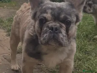 French Bulldog dogs ♟️ Cheque Mate – Elite Fluffy Frenchie Stud ✨ - Advert 7