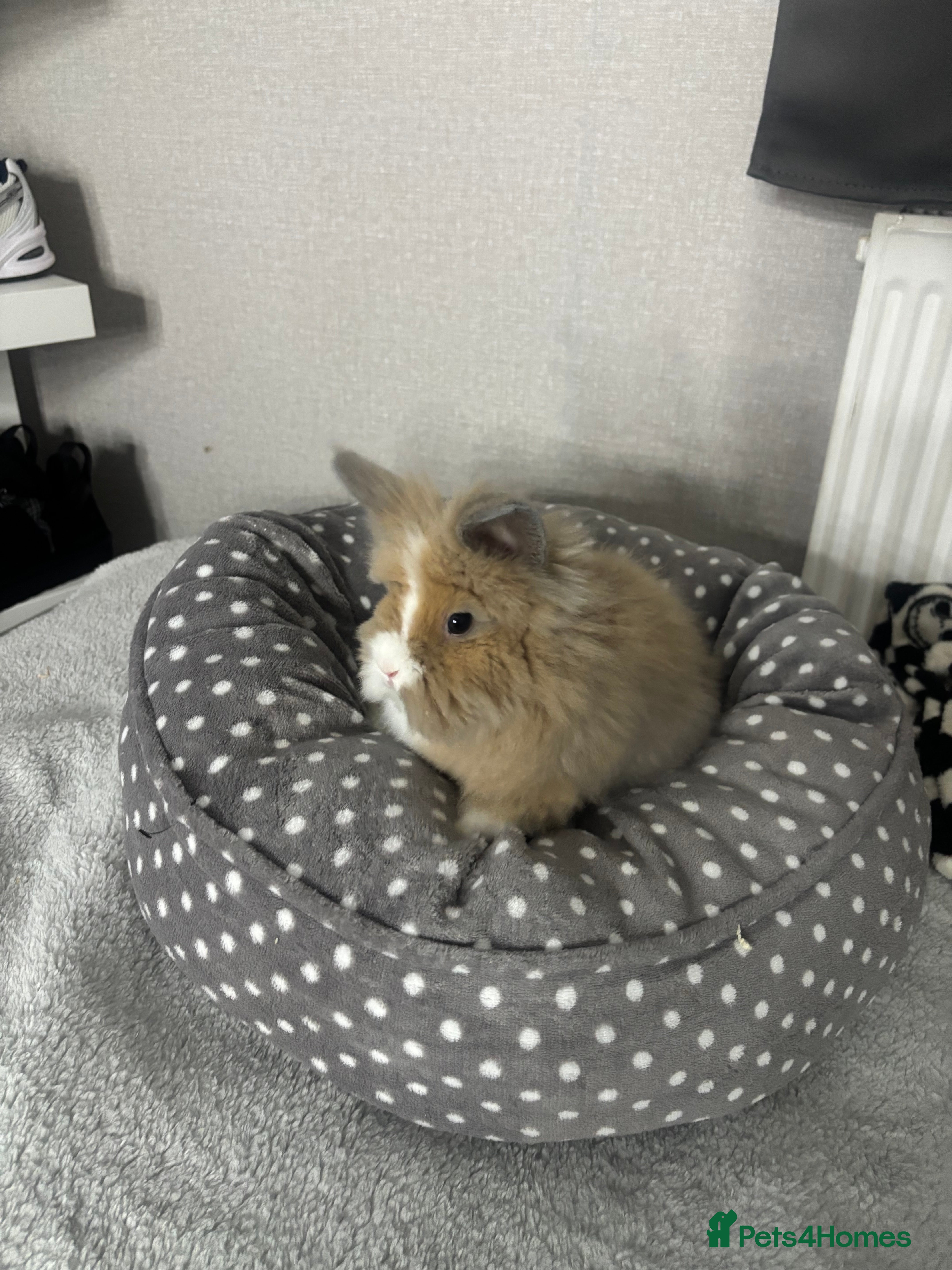 Lionhead rabbits lion head rabbit for sale  - Advert 4