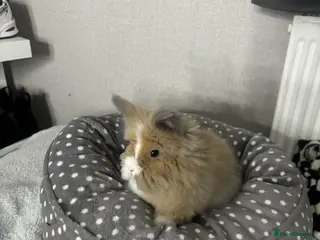 Lionhead rabbits lion head rabbit for sale - Advert 4