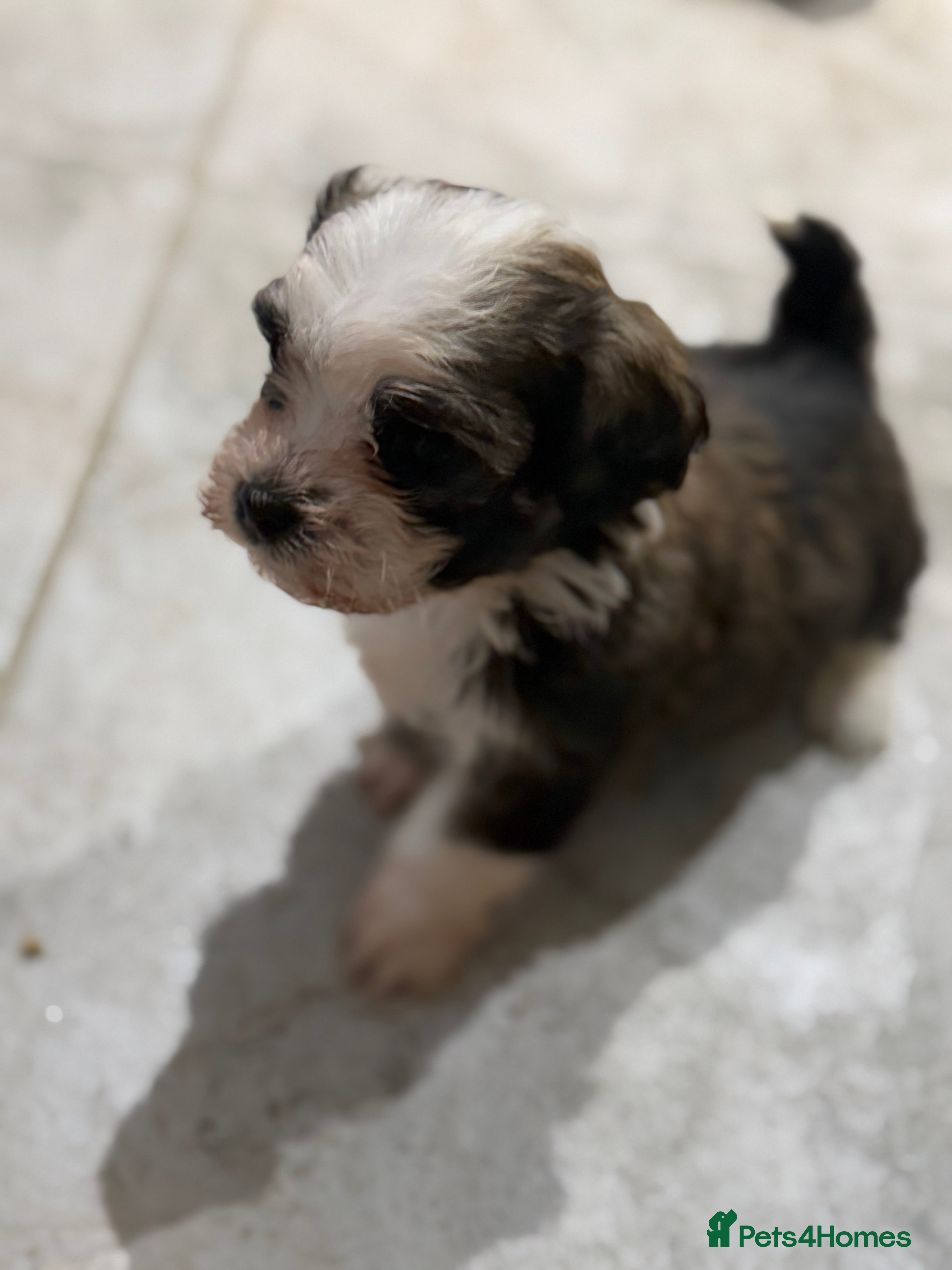 Havanese dogs Adorable Havanese Puppies for sale - Advert 4