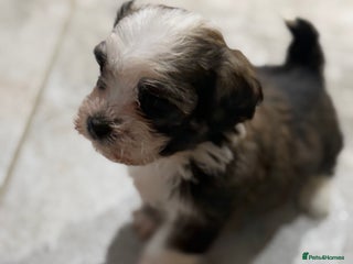 Havanese dogs Adorable Havanese Puppies for sale - Advert 2