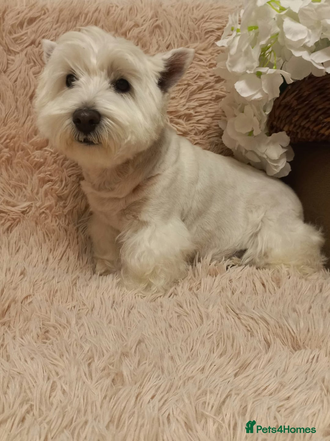 West Highland Terrier dogs for adoption: Tina: The Little Yorkie  - Image 2