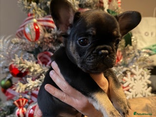 French Bulldog dogs 1 girl available KC registered frenchies🐾 - Advert 1