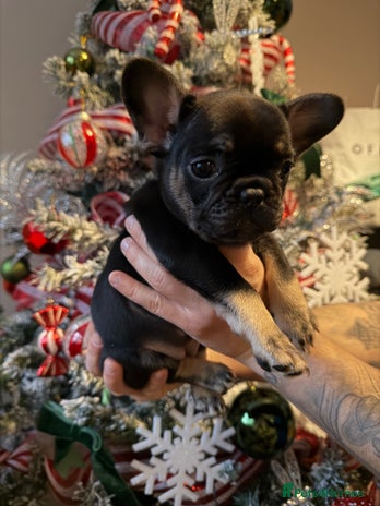 French Bulldog dogs 1 girl available KC registered frenchies🐾 - Advert 1