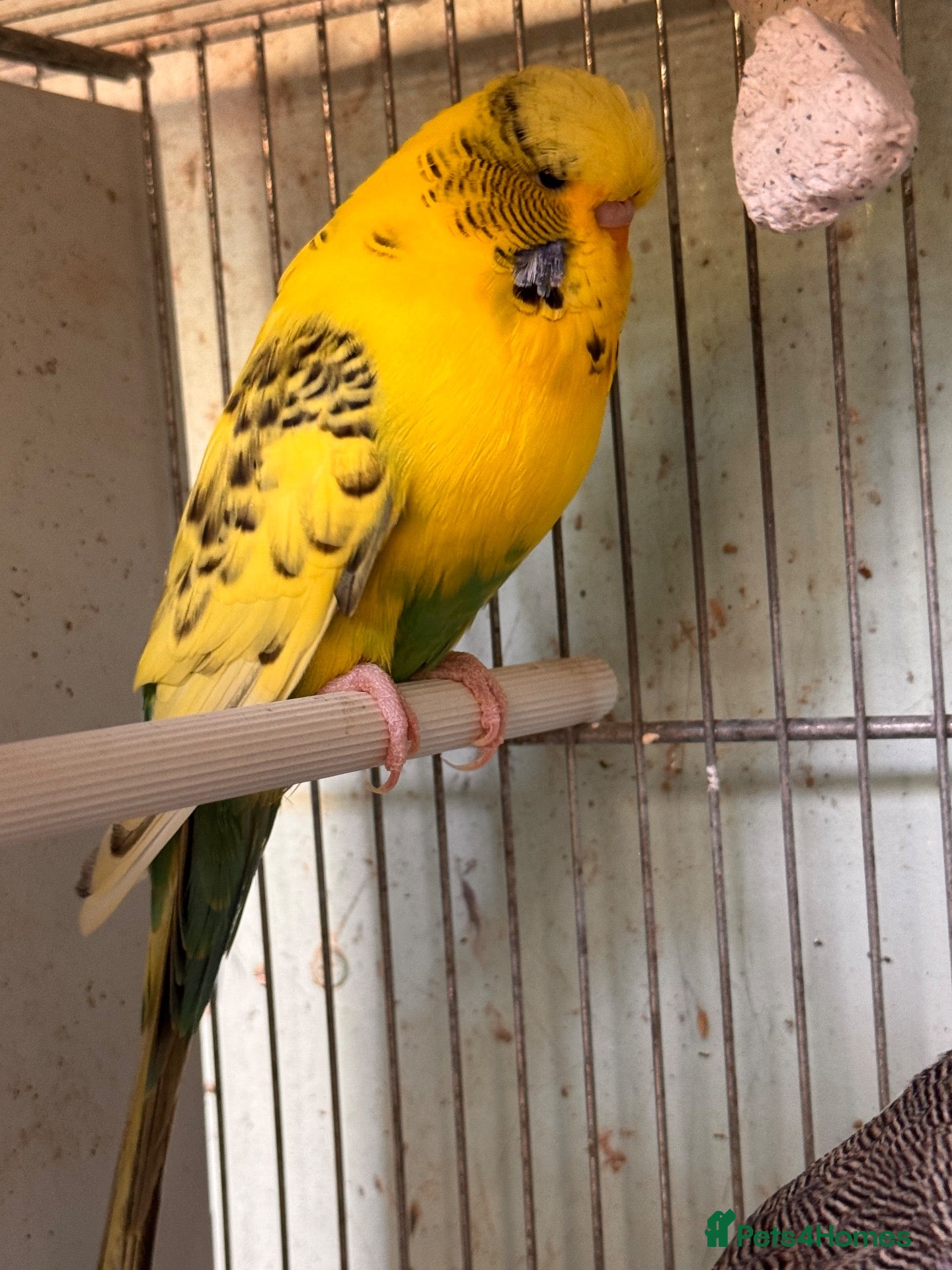 Budgerigars birds English budgies - Advert 2