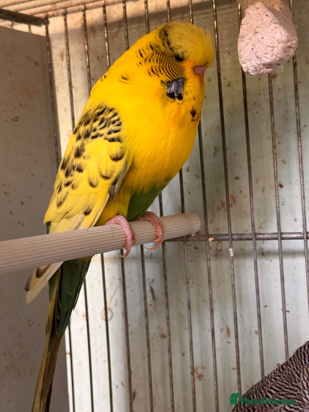 Budgerigars birds for sale: English budgies - Advert 1