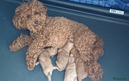 Toy Poodle dogs for sale: Charming Toy Poodle Puppies - Image 28
