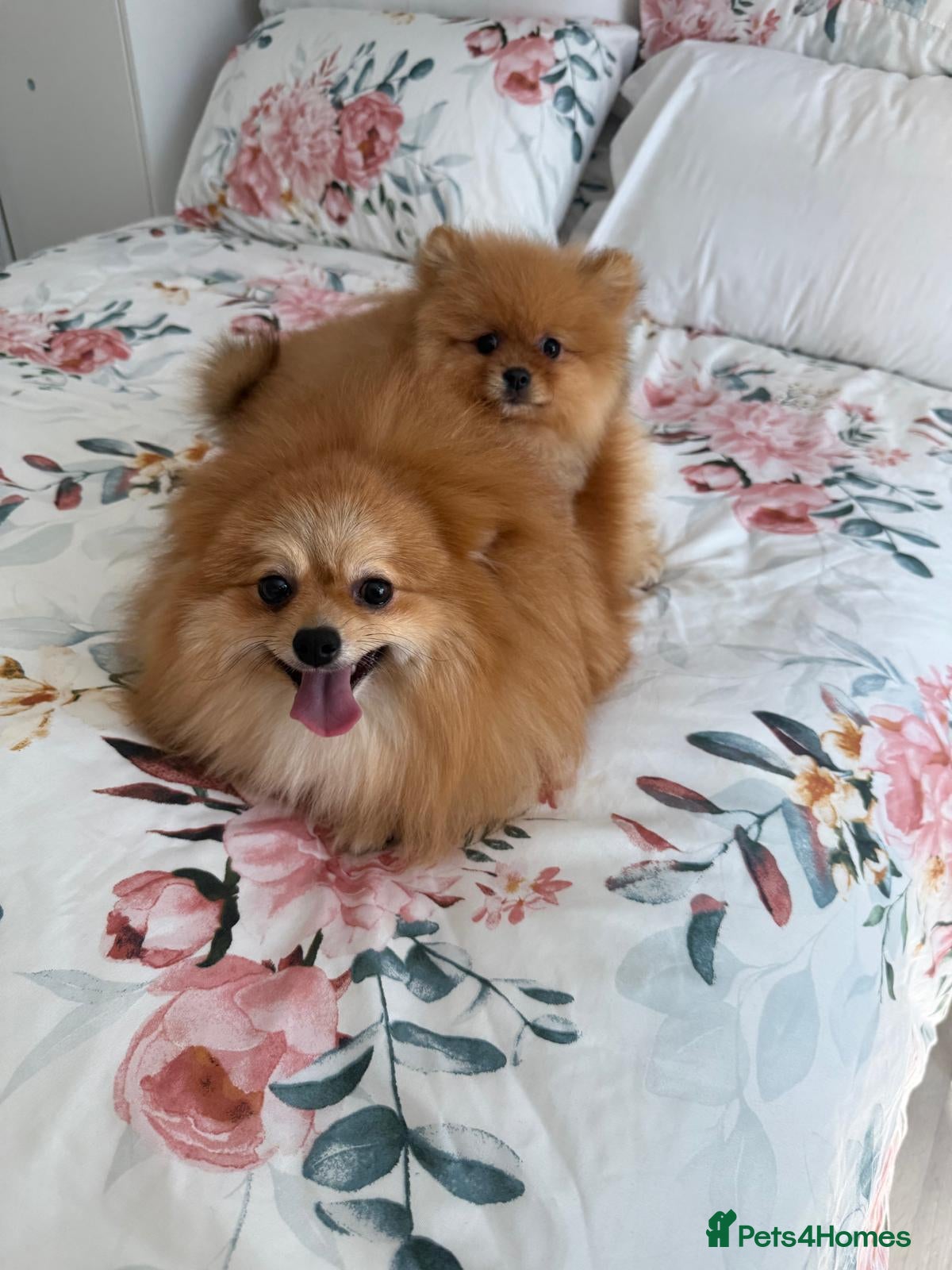 Pomeranian dogs Full breed pomeranian male puppy for sale - Advert 2