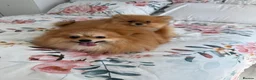 Pomeranian dogs for sale: Full breed pomeranian male puppy for sale - Advert 2