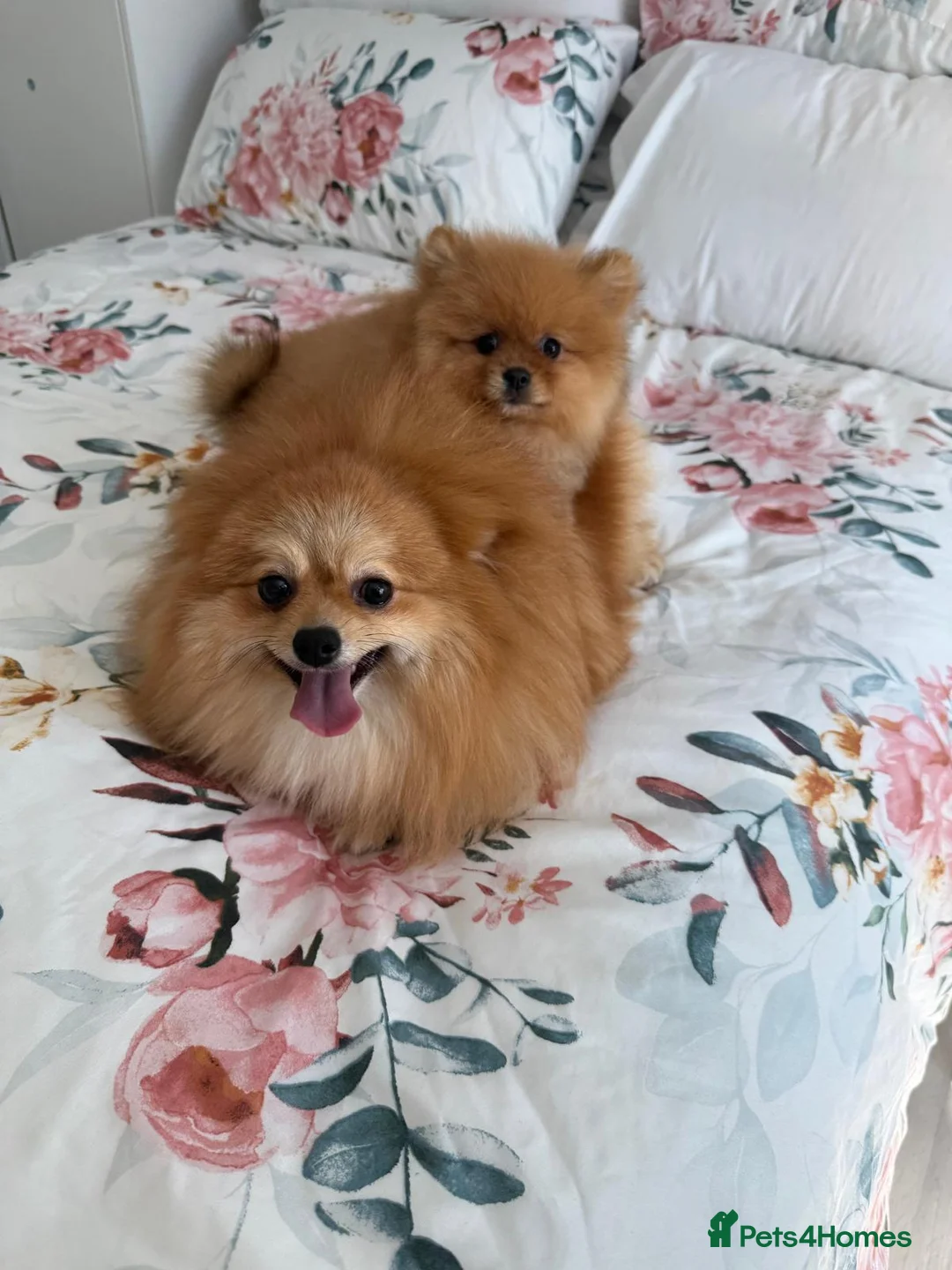 Pomeranian dogs for sale: Full breed pomeranian male puppy for sale - Advert 2