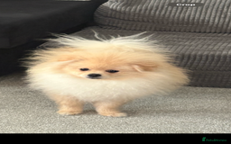 Pomeranian dogs for sale: Pomeranian  - Advert 2