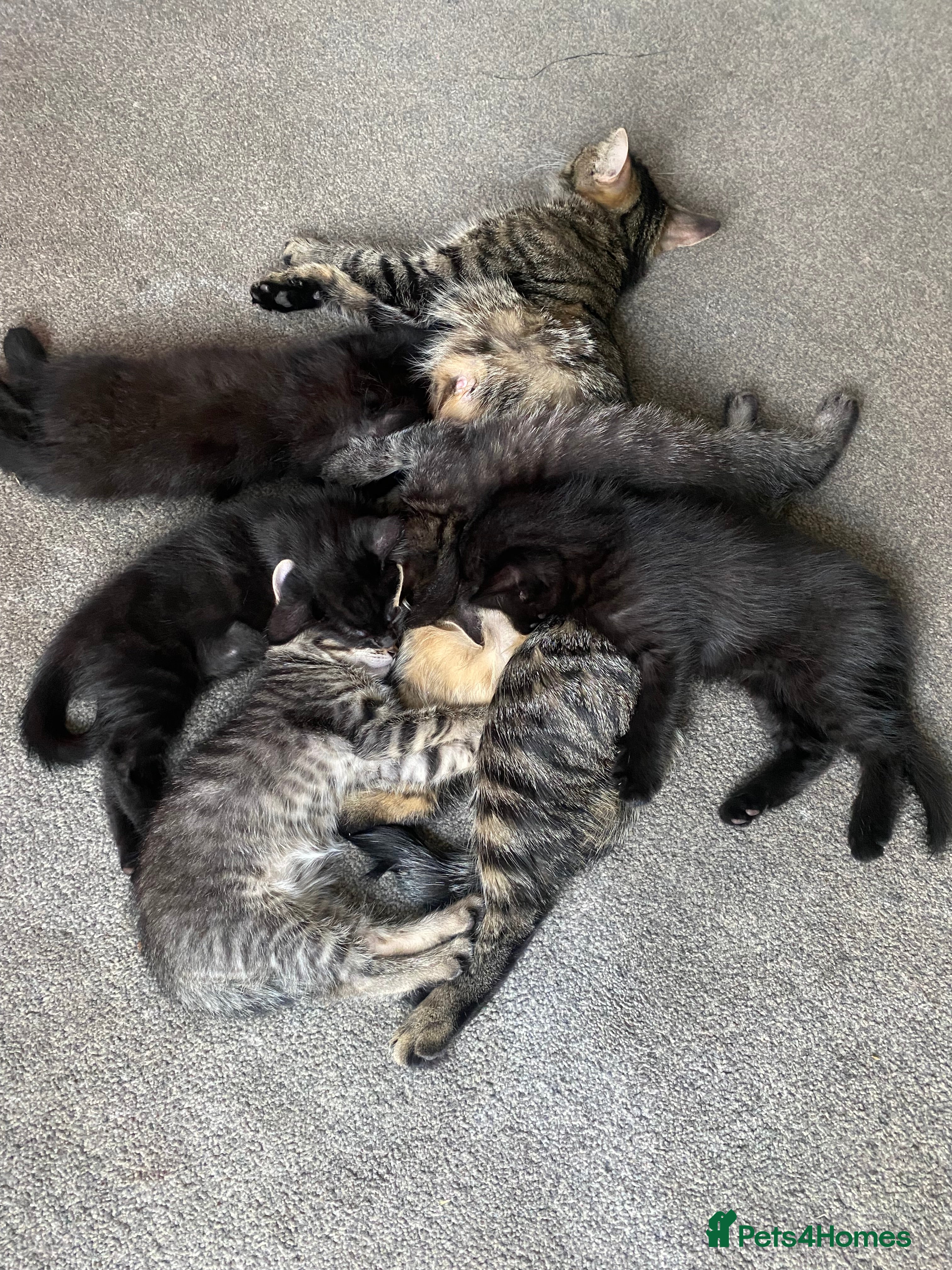 American Shorthair cats Kittens to good homes - Advert 7