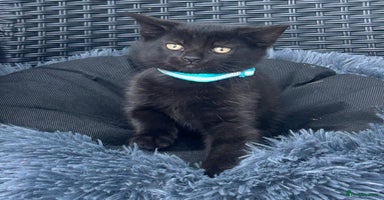 Mixed Breed cats - Advert 8