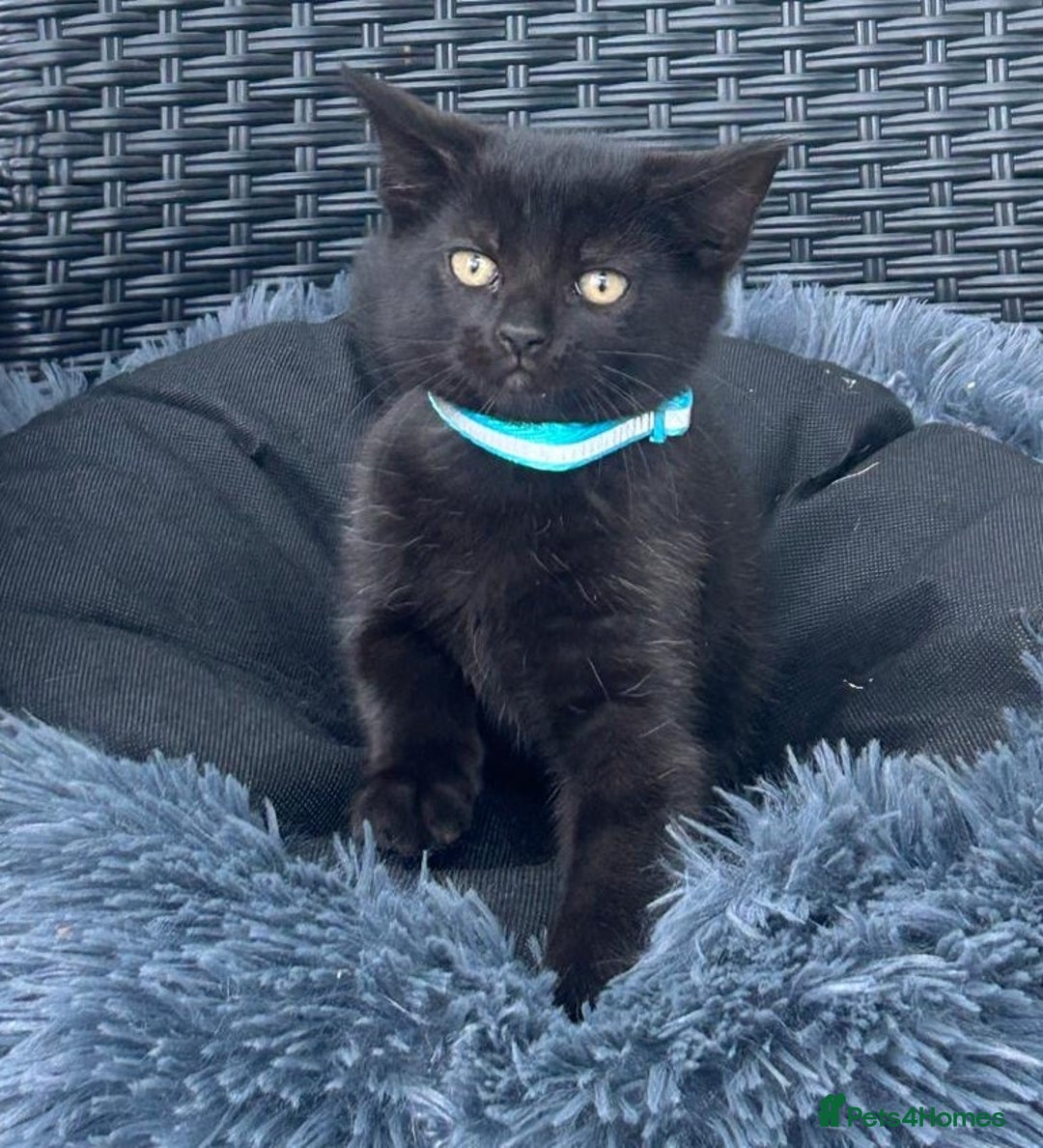Mixed Breed cats for sale: 6 beautiful kittens ready for their forever homes - Image 2