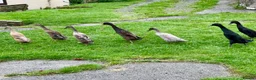 Ducks poultry for sale: Flock of young runner ducks - Advert 1
