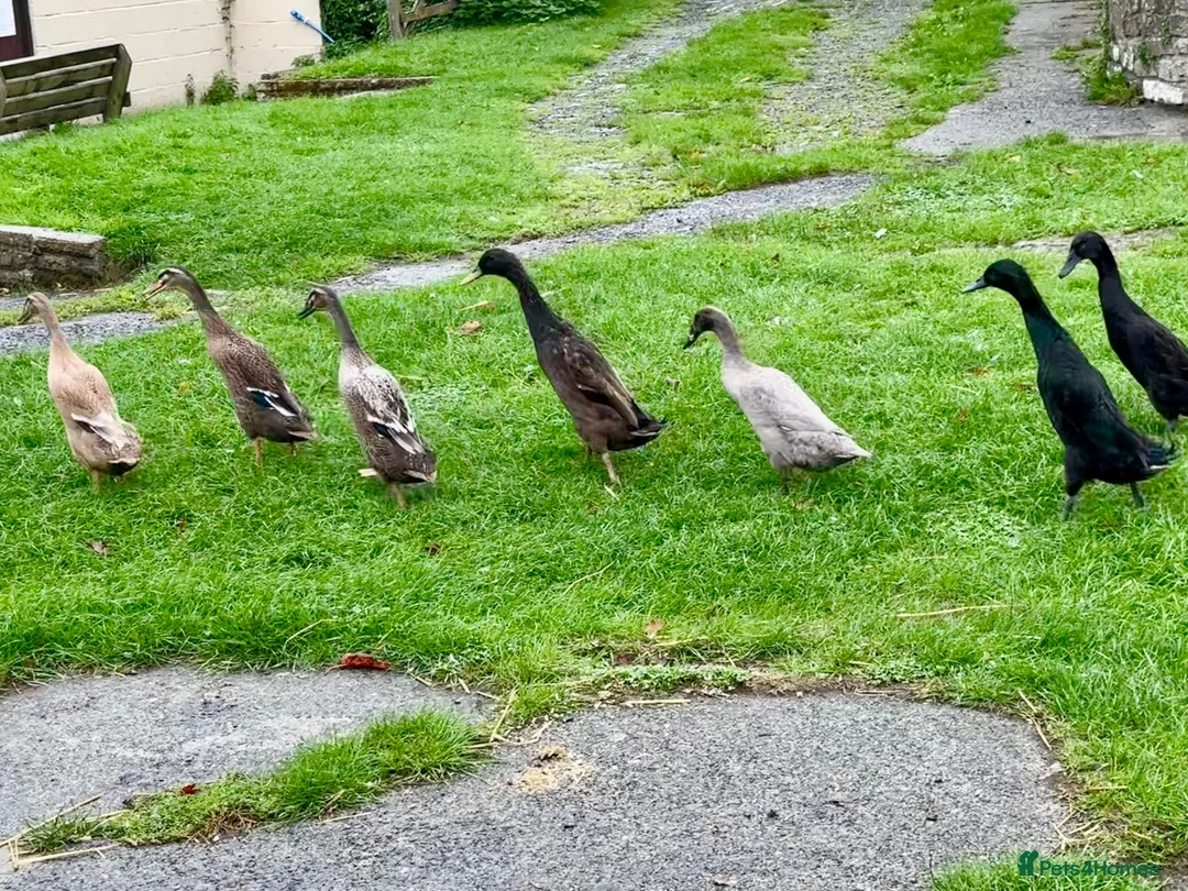 Ducks poultry for sale: Flock of young runner ducks - Advert 1