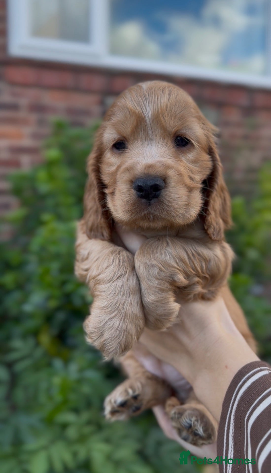 Cocker Spaniel dogs KC registered golden show cocker spaniel puppies - Advert 2