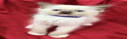 Ragdoll cats for sale: Purebred Ragdoll Kittens  - Advert 29