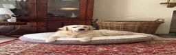 Golden Retriever dogs for sale: Beautiful Golden Retriever Puppies born 21/06/26 - Advert 2