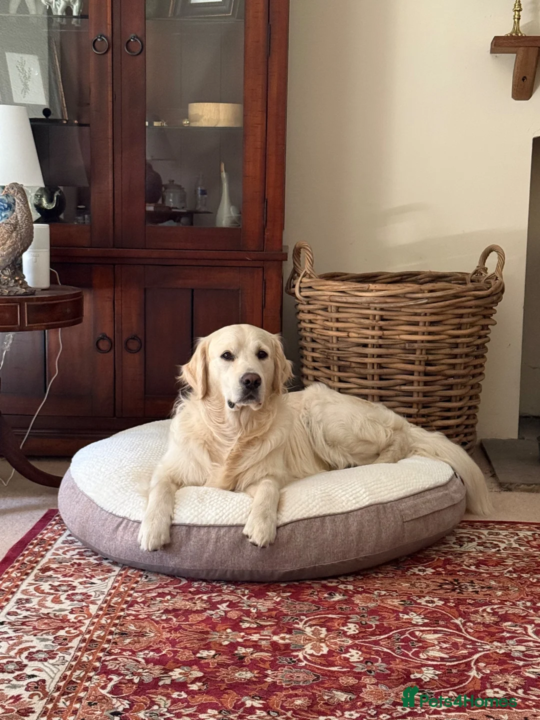 Golden Retriever dogs for sale: Beautiful Golden Retriever Puppies born 21/06/26 - Advert 2