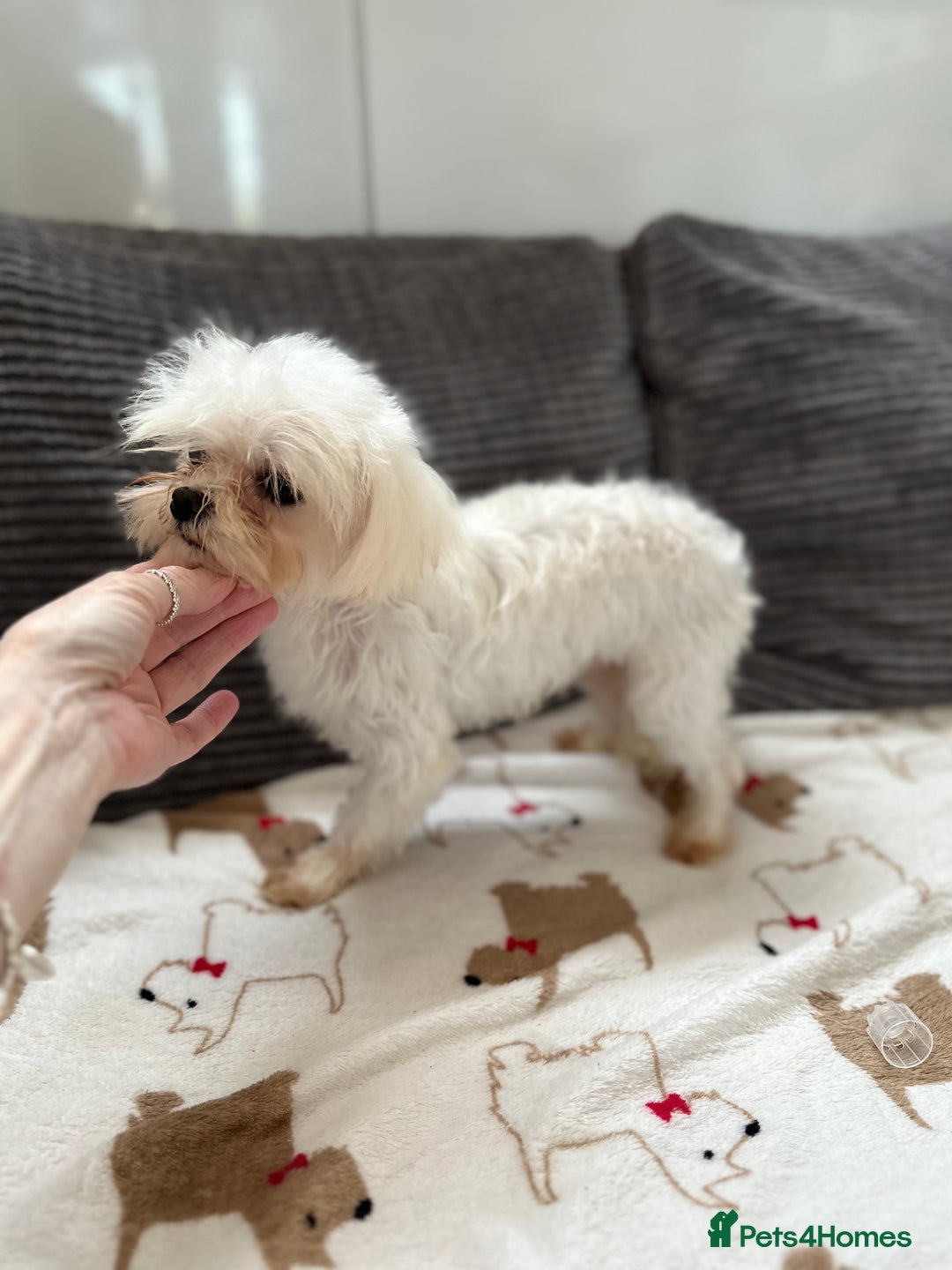 Maltese dogs for stud: Kc tiny Korean Maltese stud - Image 1