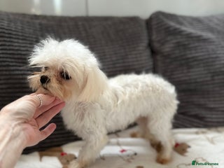 Maltese dogs - Advert 20