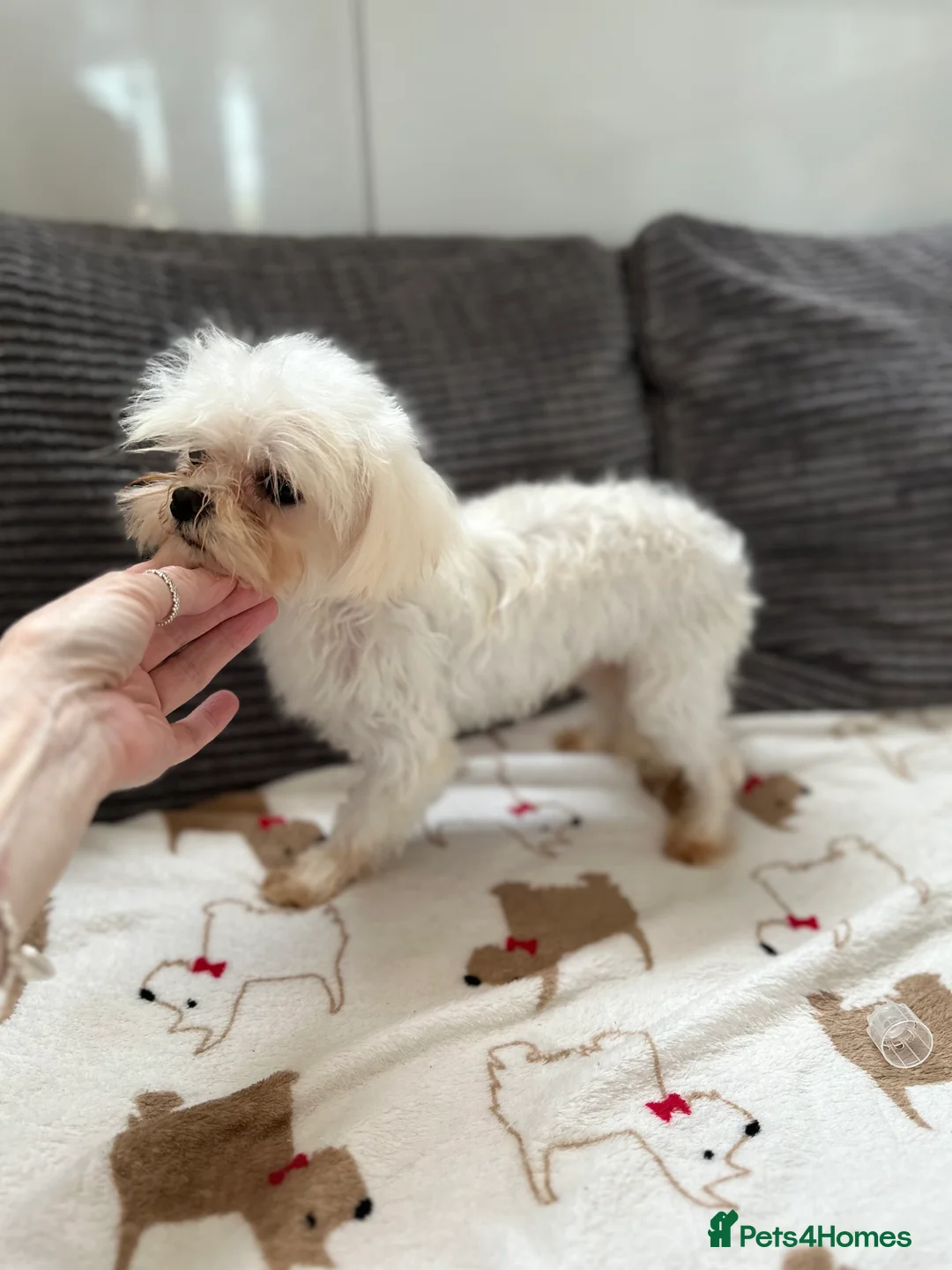 Maltese dogs for stud: Kc tiny Korean Maltese stud - Advert 1