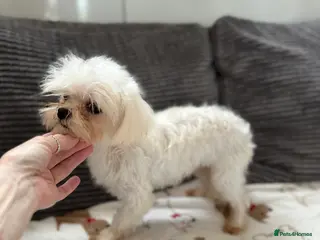 Maltese dogs Kc tiny Korean Maltese stud - Advert 24