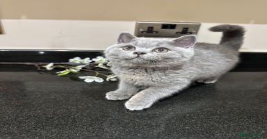 British Shorthair cats - Advert 2