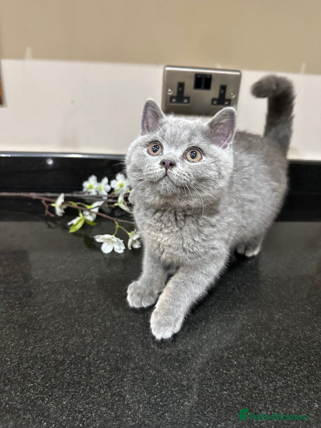 British Shorthair cats for sale: Blue British Shorthair registered Full Pedigree  - Image 21
