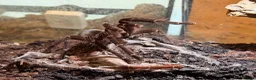 Tarantulas invertebrates for sale: Sub- adult Goliath Bird Eating Tarantula - Advert 5