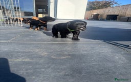 Cocker Spaniel dogs for sale: Beautiful working cocker boy - Image 6