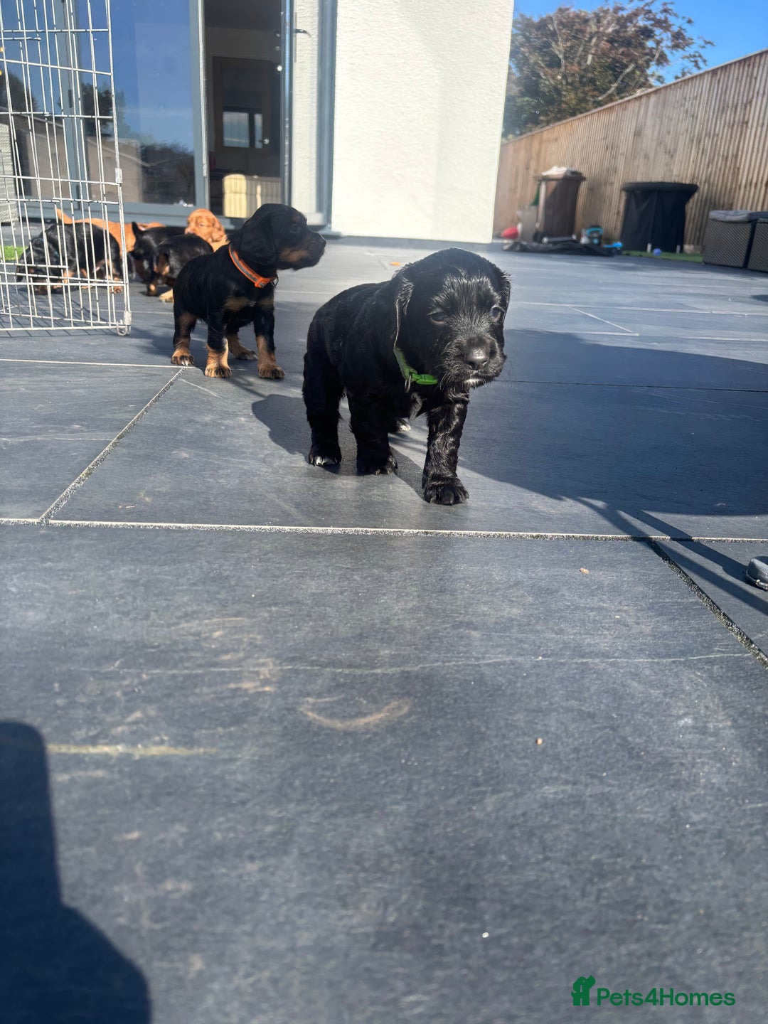 Cocker Spaniel dogs for sale: Beautiful working cocker boy - Image 6