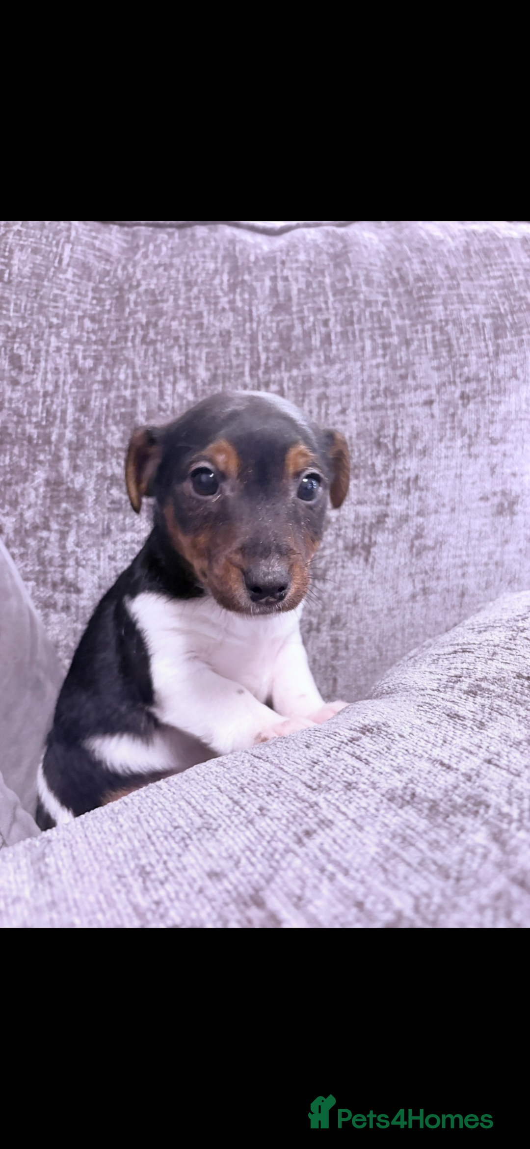 Jack Russell dogs for sale: Jack Russell puppies  - Advert 3