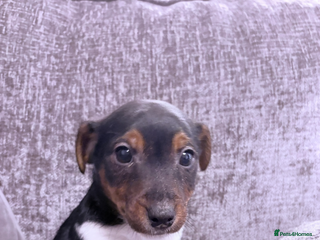 Jack Russell dogs Jack Russell puppies - Advert 7