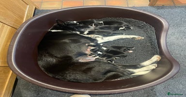 Border Collie dogs - Advert 2