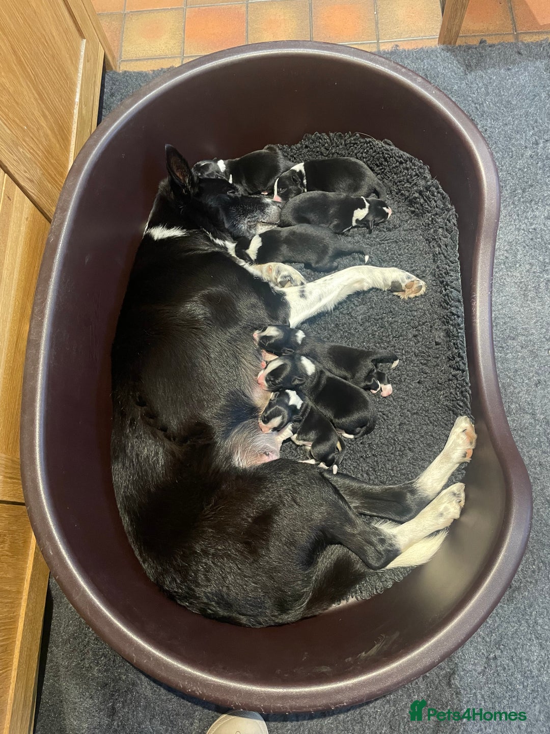 Border Collie dogs for sale: Border Collie puppies, ISDS - Image 3