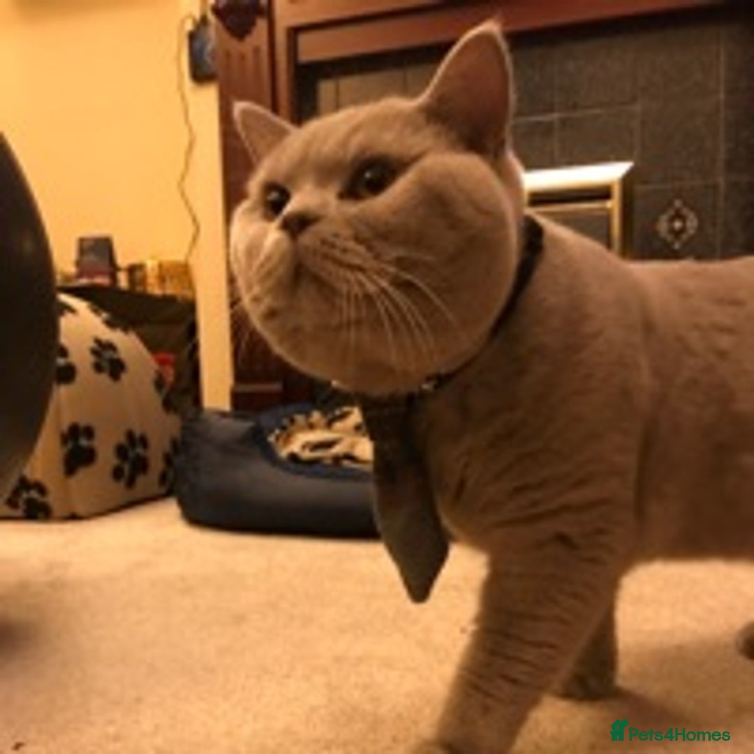 British Shorthair cats for stud: Lilac British Shorthair Stud service only in Huddersfield - Image 7