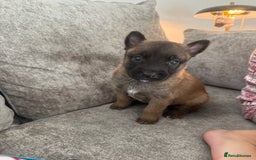Belgian Shepherd Dog dogs for sale: Top working line puppies  - Image 23