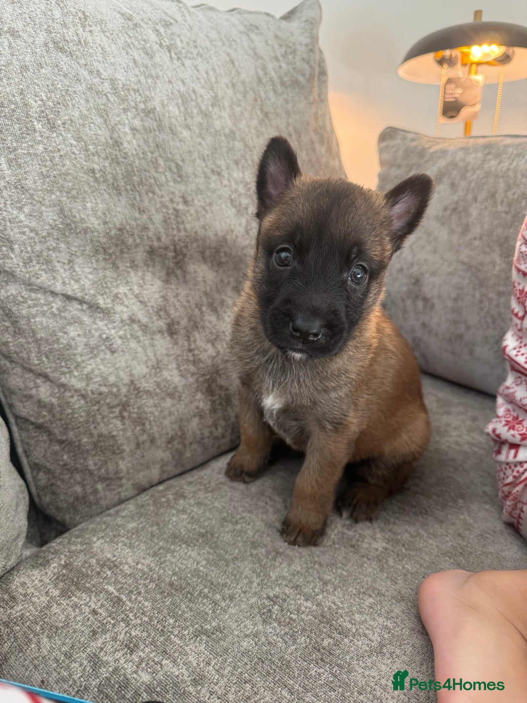 Belgian Shepherd Dog dogs for sale: Top working line puppies  - Image 23