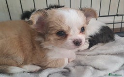 Chihuahua dogs for sale: Long Coat Chihuahua puppies - Image 2