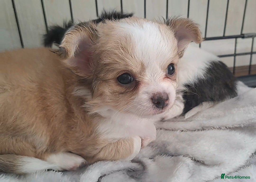 Chihuahua dogs for sale: Long Coat Chihuahua puppies - Image 2